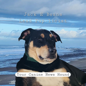 Rockhounding and Beachcombing with Your Dog: Exploring Lincoln City from the Canine Perspective by Jack E Beans