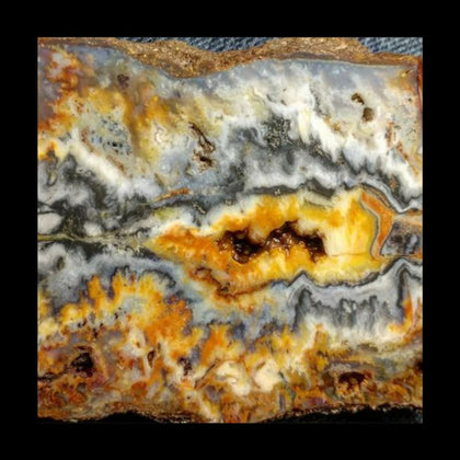 Oregon Bumblebee Plume - Rock Your World