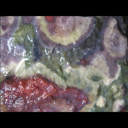 Close up of colorful lilypad jasper 