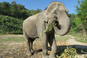 Help Us Help Elephants!