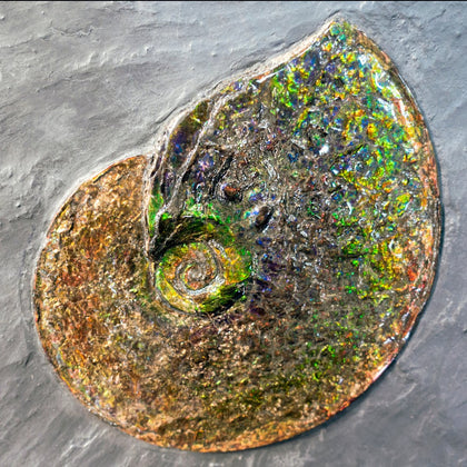 fossil of ammonite shell with rainbow colors on gray background