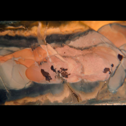 Closeup of multicolored and patterned Morrisonite jasper 