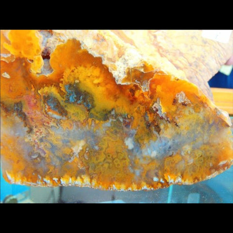 Fancy Graveyard Point plume agate stone with puffy mineral formations within a clear orange rock. 