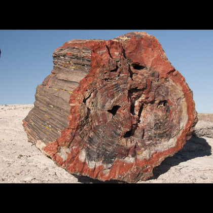 A petrified wood log made from red and brown jasper stone sitting in a bare flat desert landscape