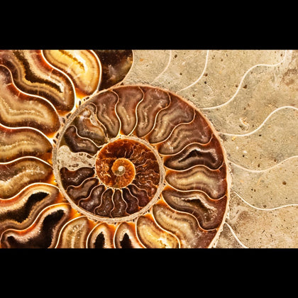 Inside of a fossil spiral seashell filled with crystals and sandstone