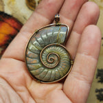 Carved Rainbow Purple Labradorite Ammonite Shell Pendant