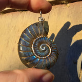 Carved Blue Green Labradorite Ammonite Shell Pendant
